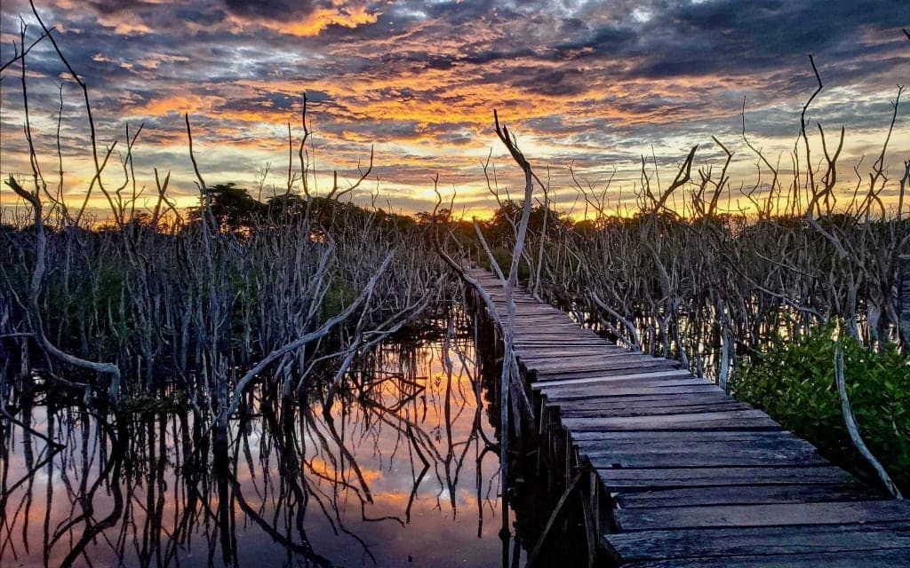 The famous bridge inside the dead mangrove leading to Playa Avellanas