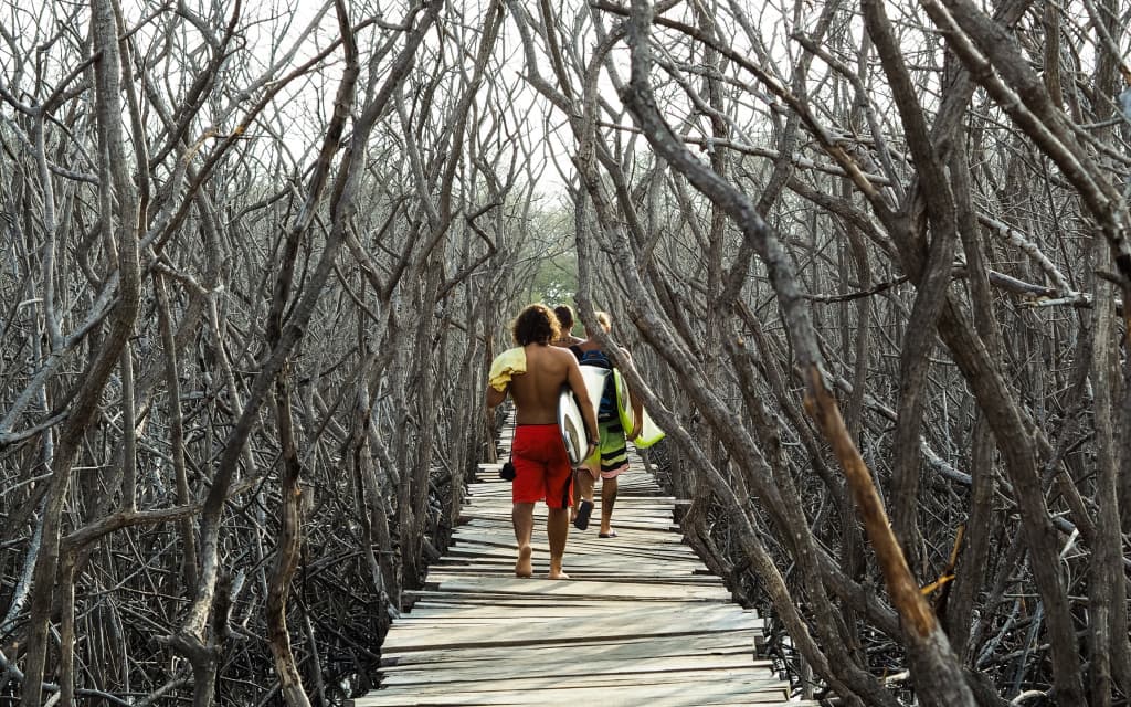 The famous bridge inside the dead mangrove leading to Playa Avellanas