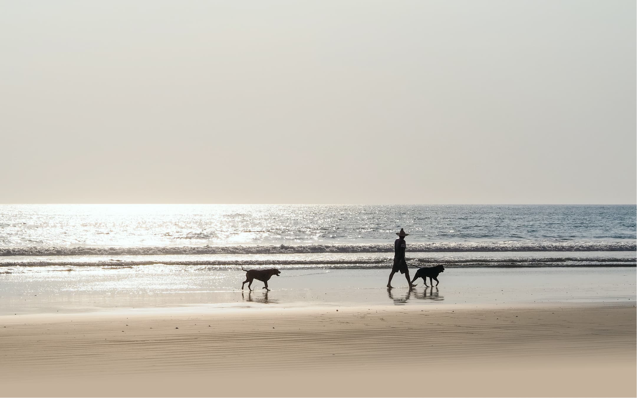 Someone walking his dogs at Playa Avellanas sunset