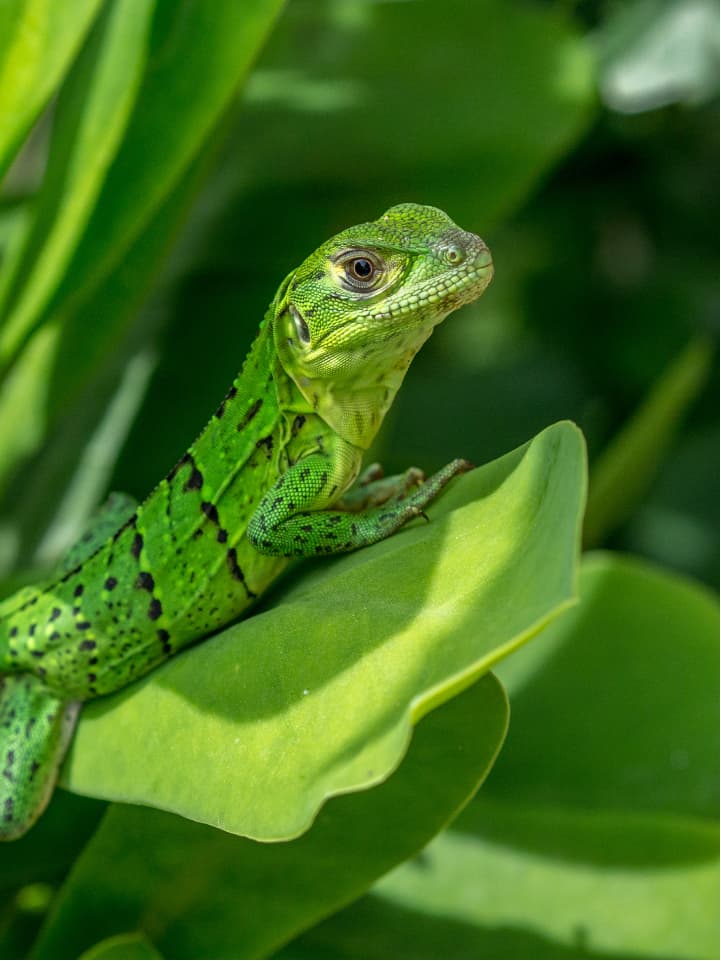 Fantastically bright green lizard sitting on a leaf.