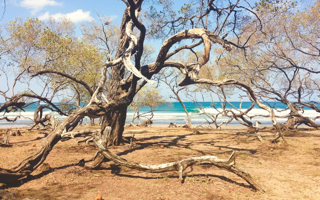 Playa Avellanas