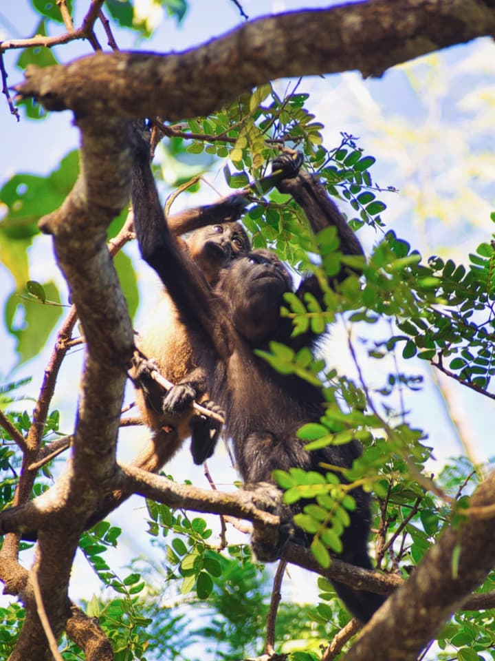 Baby monkeys in the trees