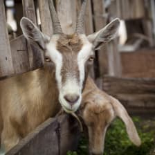 Visit the goat farm Rancho Avellanas