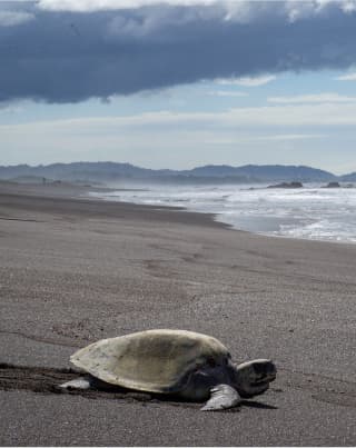 Playa Ostional